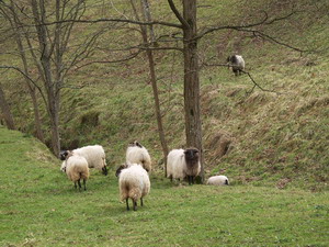 Agrandir l'image